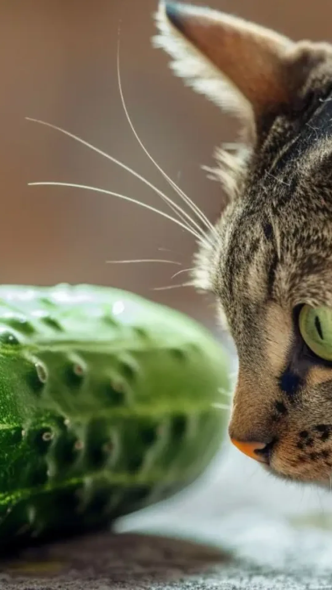 Por que os gatos têm medo de pepino?