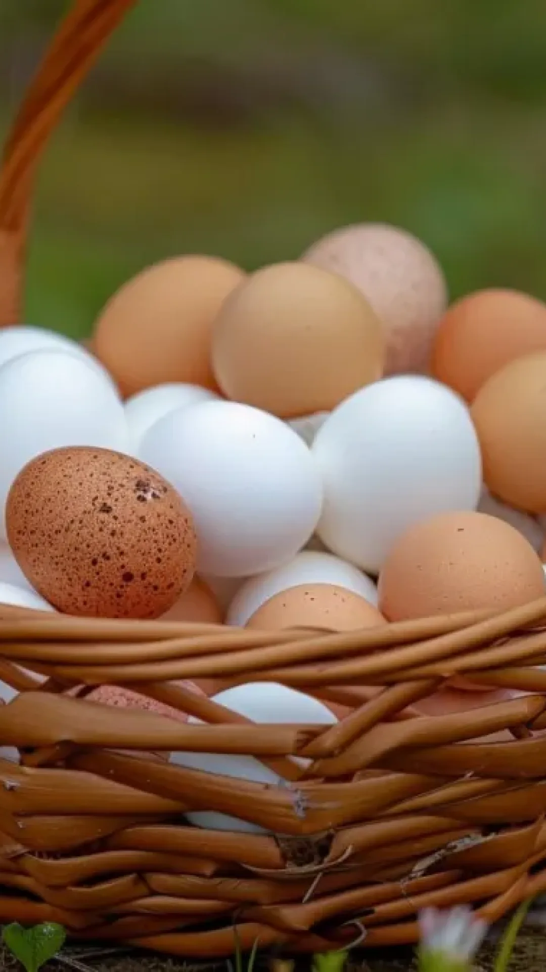 Por que os ovos de galinha têm cores diferentes?