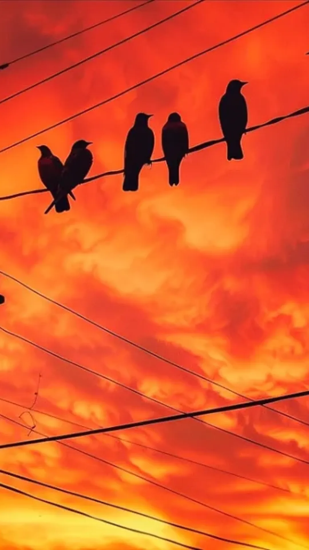 Por que os pássaros não tomam choque nos fios de energia?
