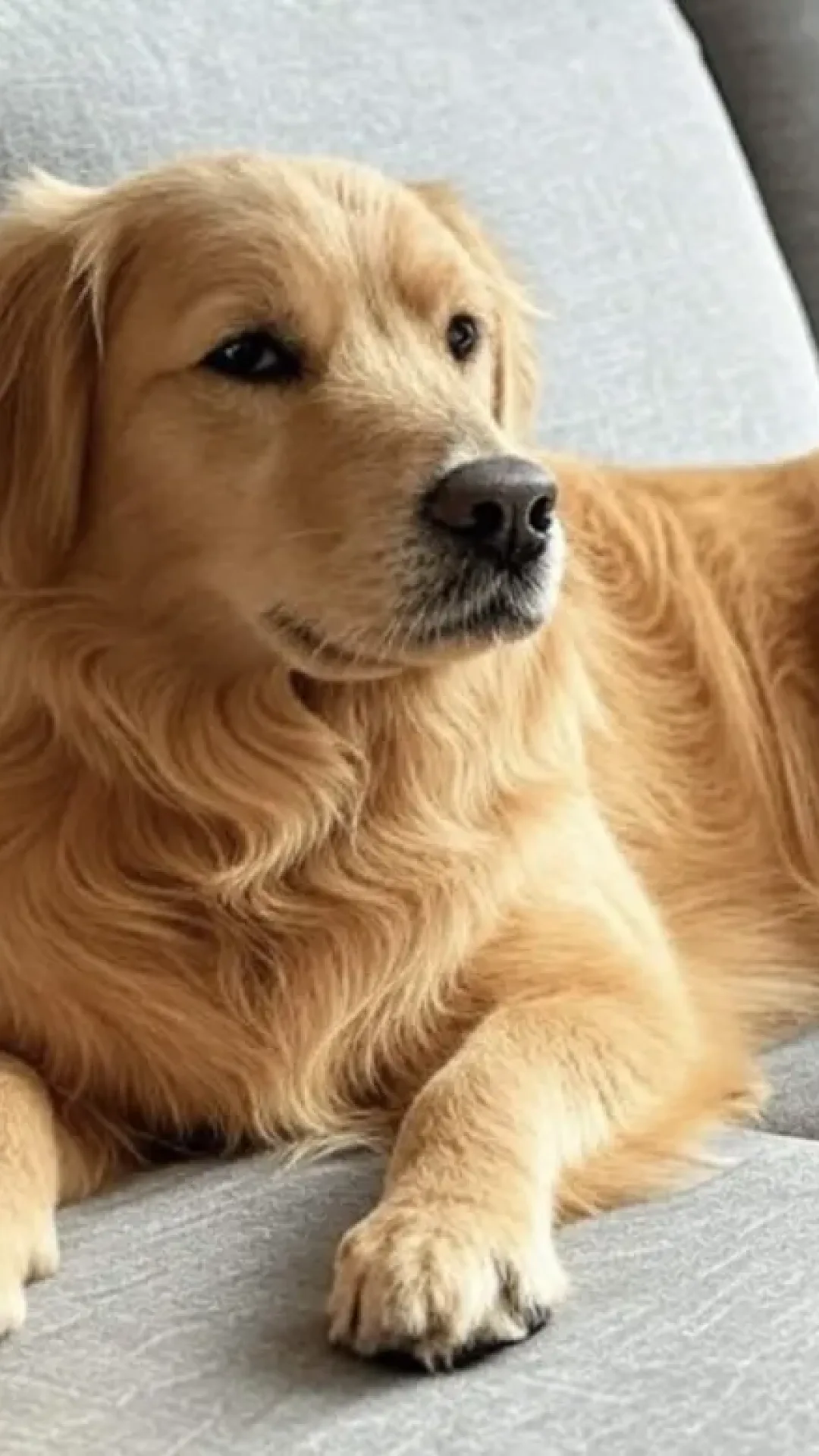 Quanto tempo um cachorro pode ficar sozinho em casa?