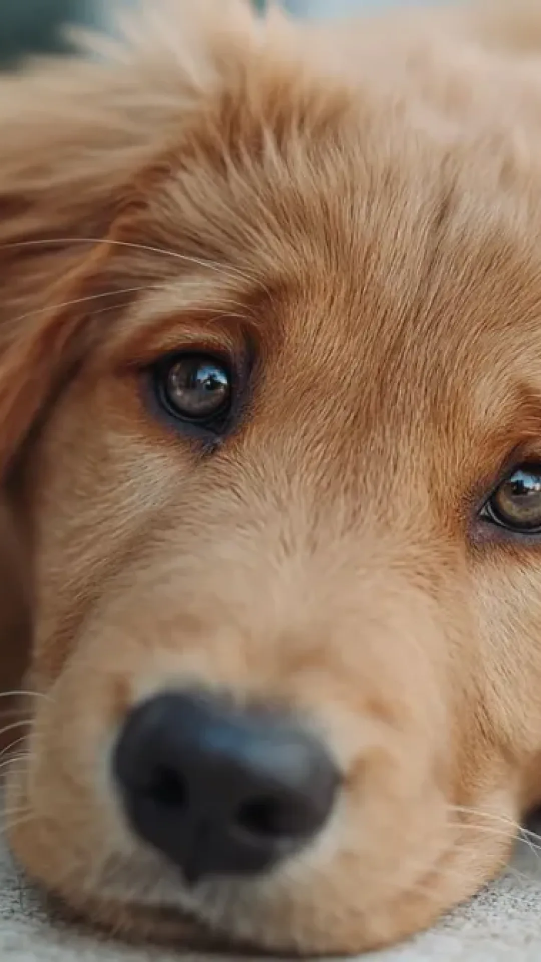 Quanto tempo um cachorro pode ficar sozinho em casa sem sofrer? É isso que dizem os especialistas