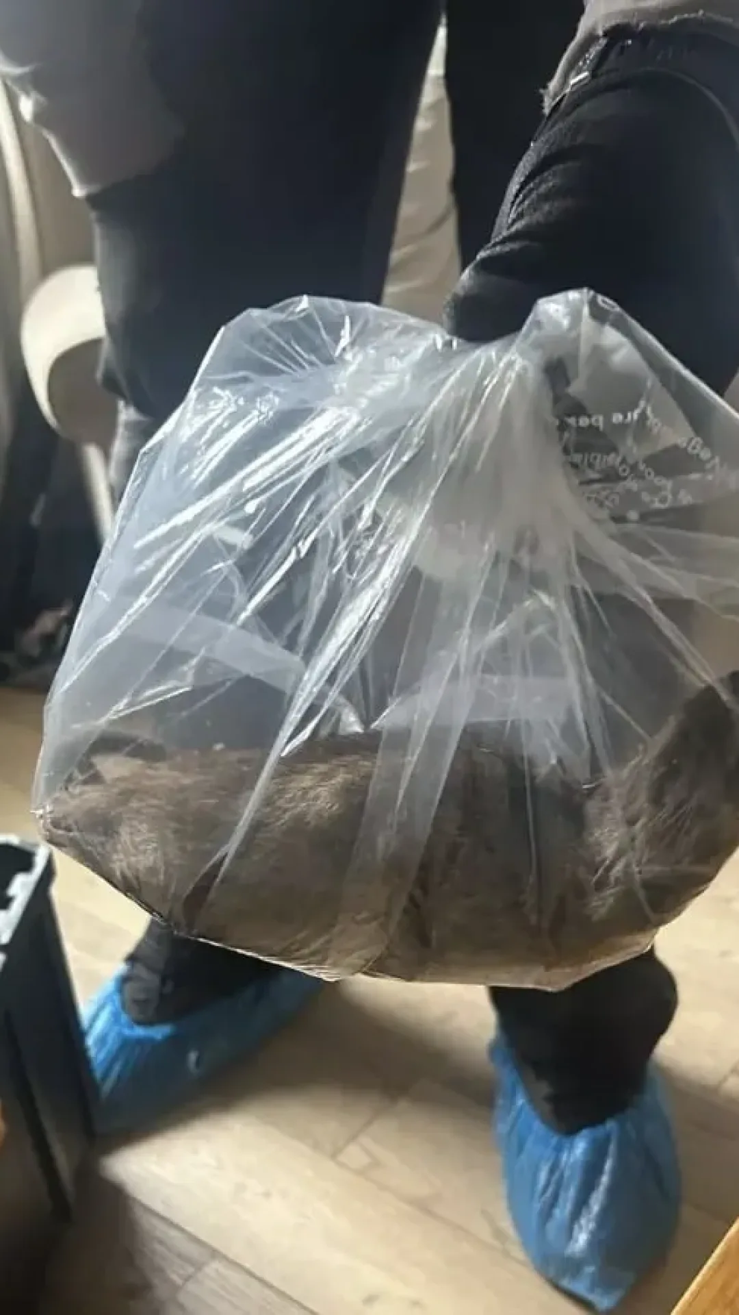 Rato gigante do “tamanho de um cachorro” encontrado em casa por controladores de pragas