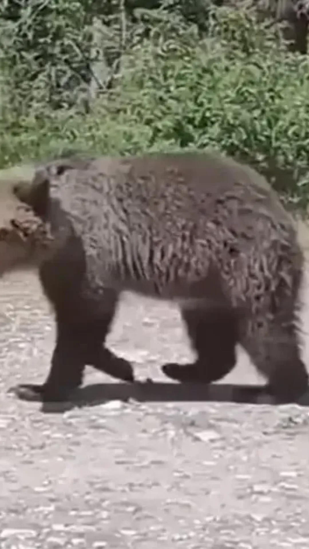 Selfie angustiante de turista com filhote antes de ser morto por ataque de urso