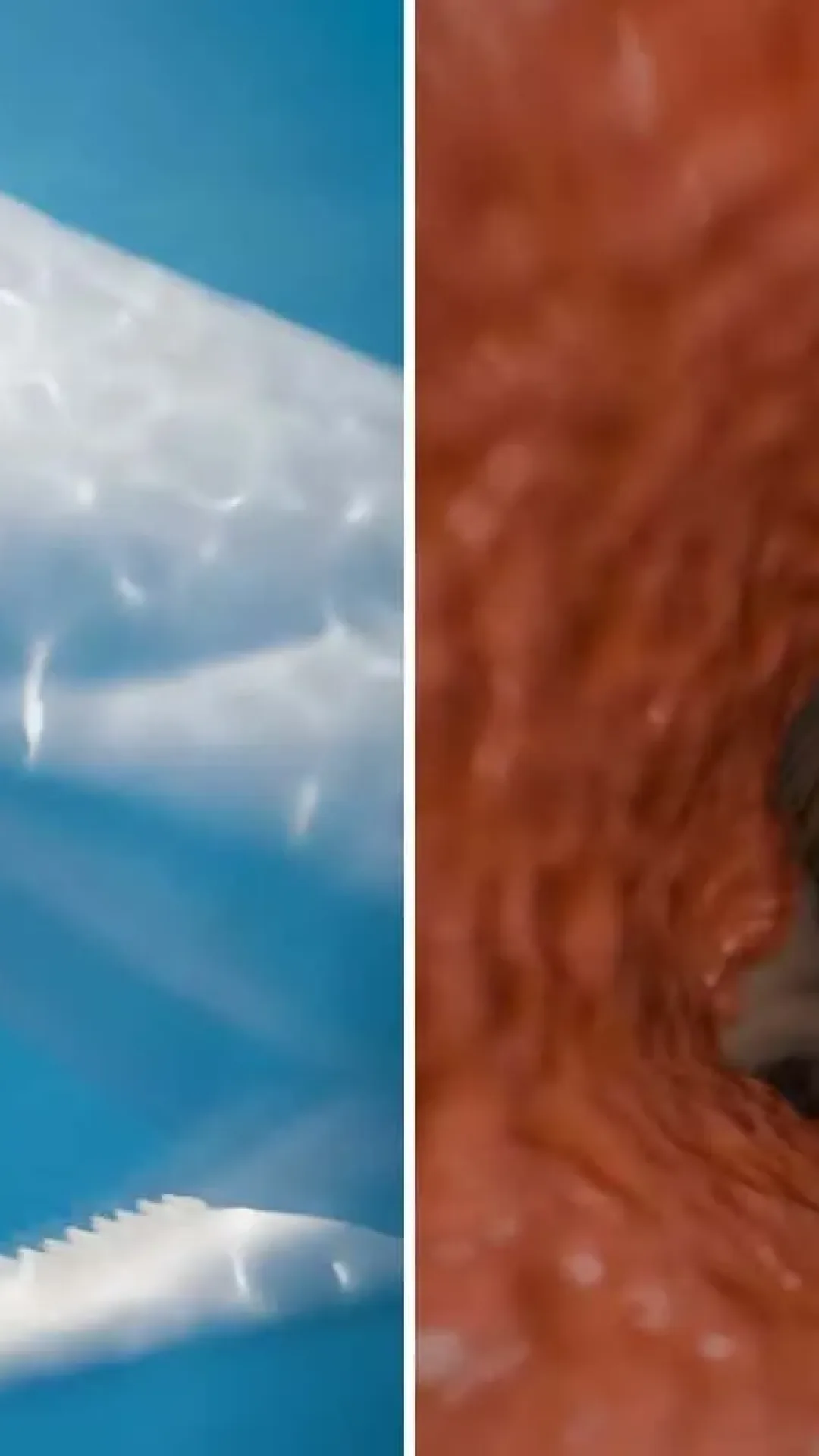 Simulação aterrorizante mostra o que acontece com o seu corpo se você for engolido por uma baleia