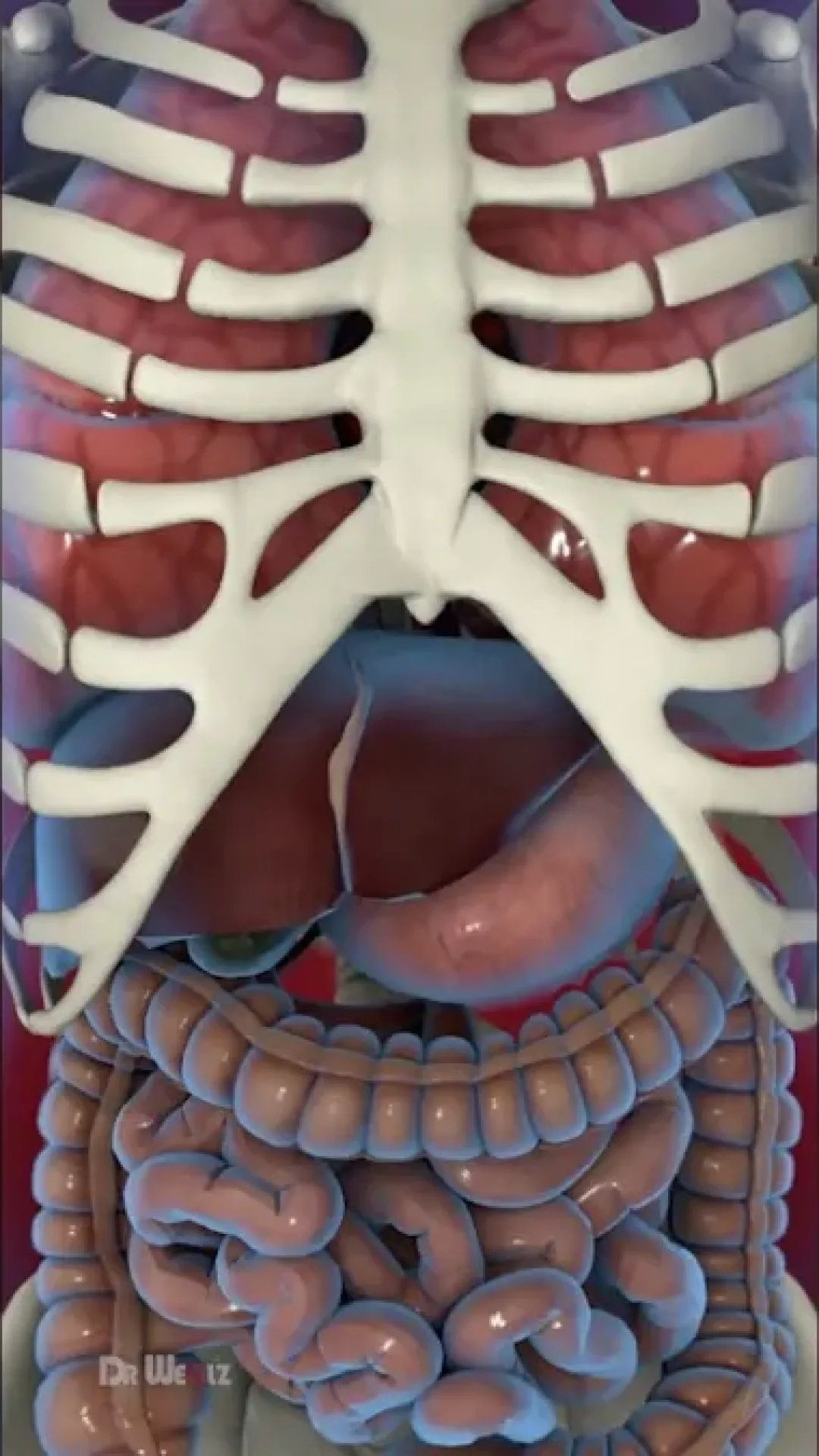 Simulação chocante mostra o que acontece com seu corpo quando você fica uma semana sem comer enquanto um homem relata o grande impacto que isso teve