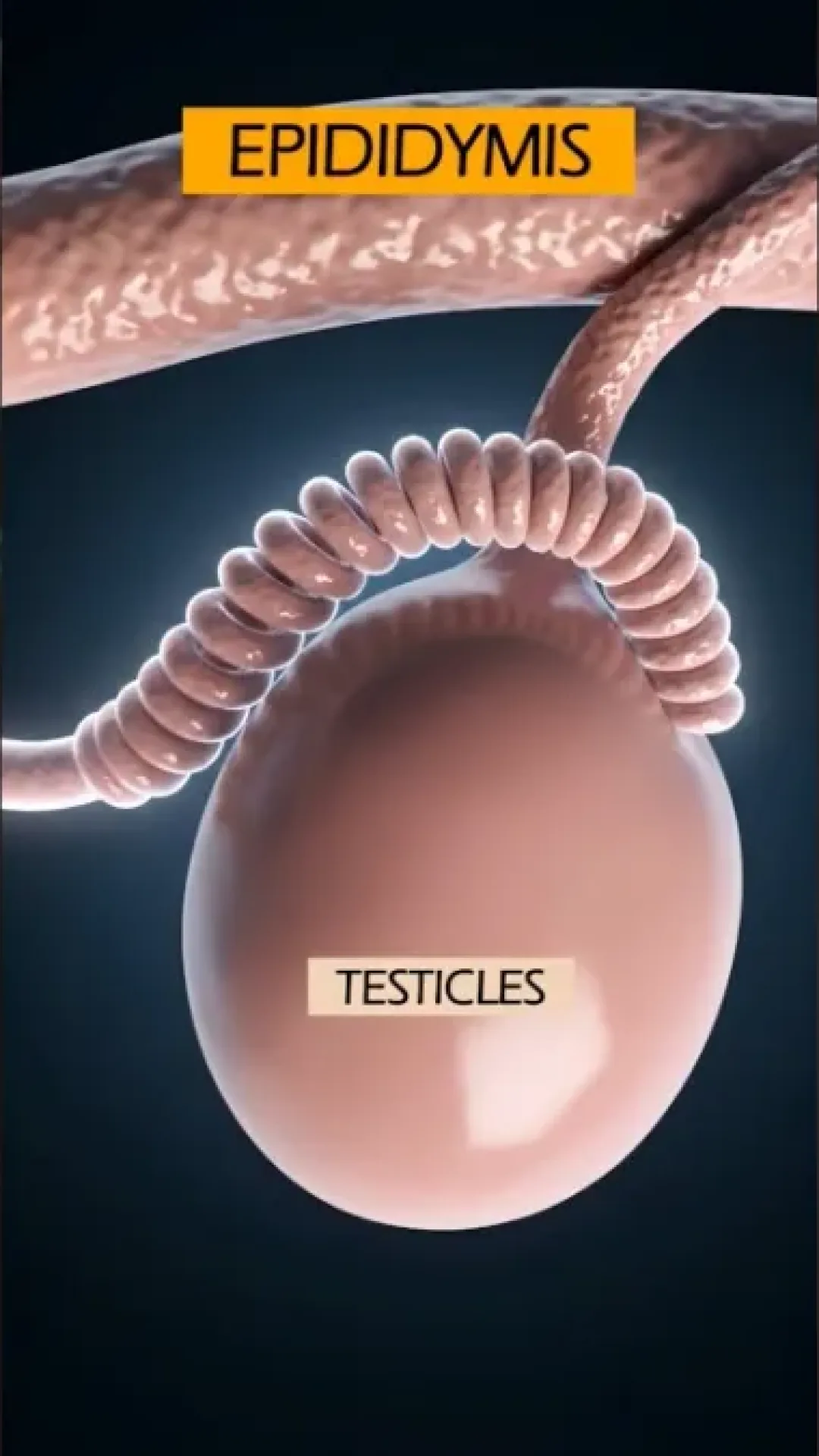 Simulação chocante mostra o que realmente acontece com o esperma dentro do corpo se não for ejaculado