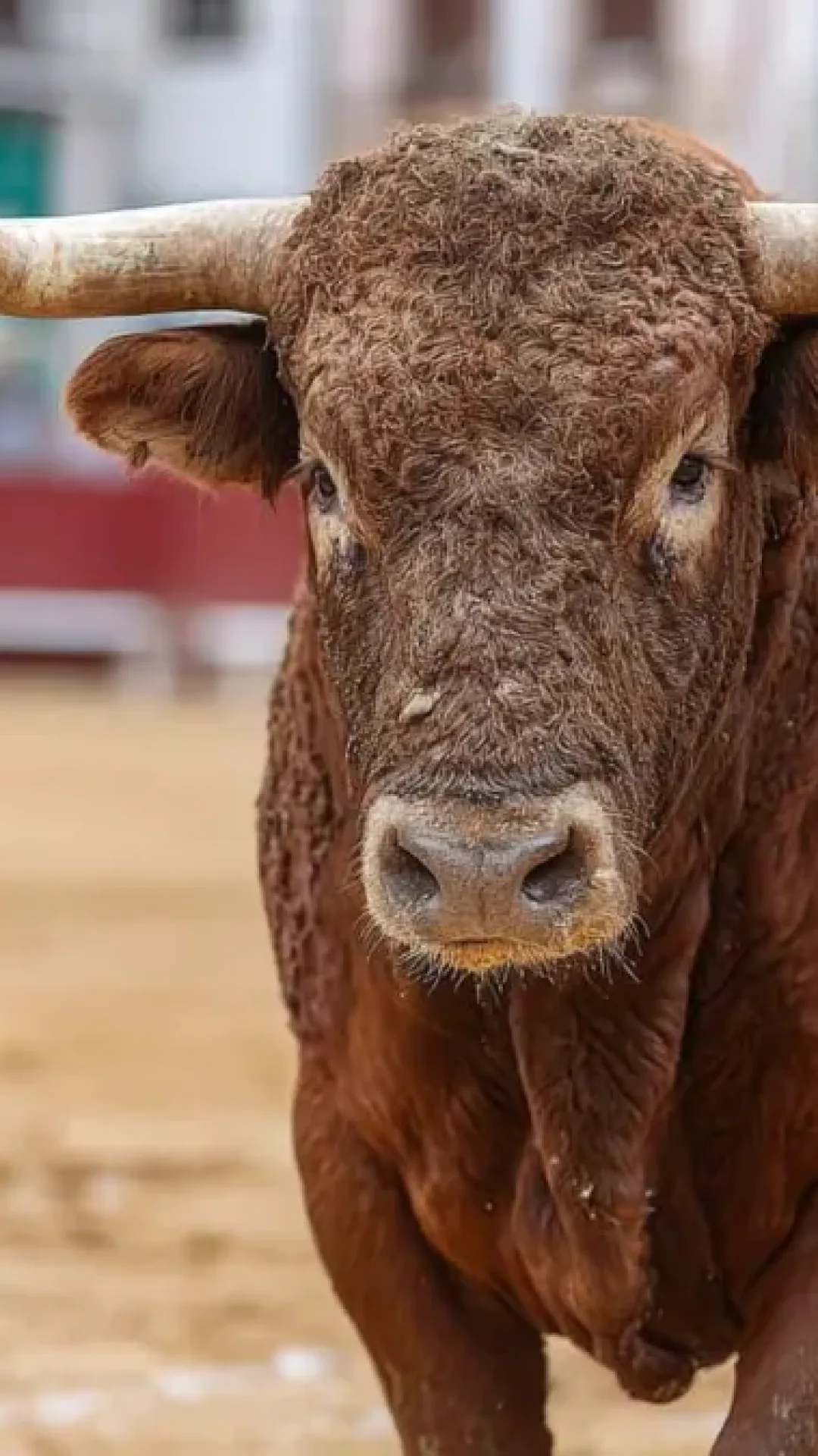 Toureiro é morto por chifrada enquanto provocava animal em festival polêmico