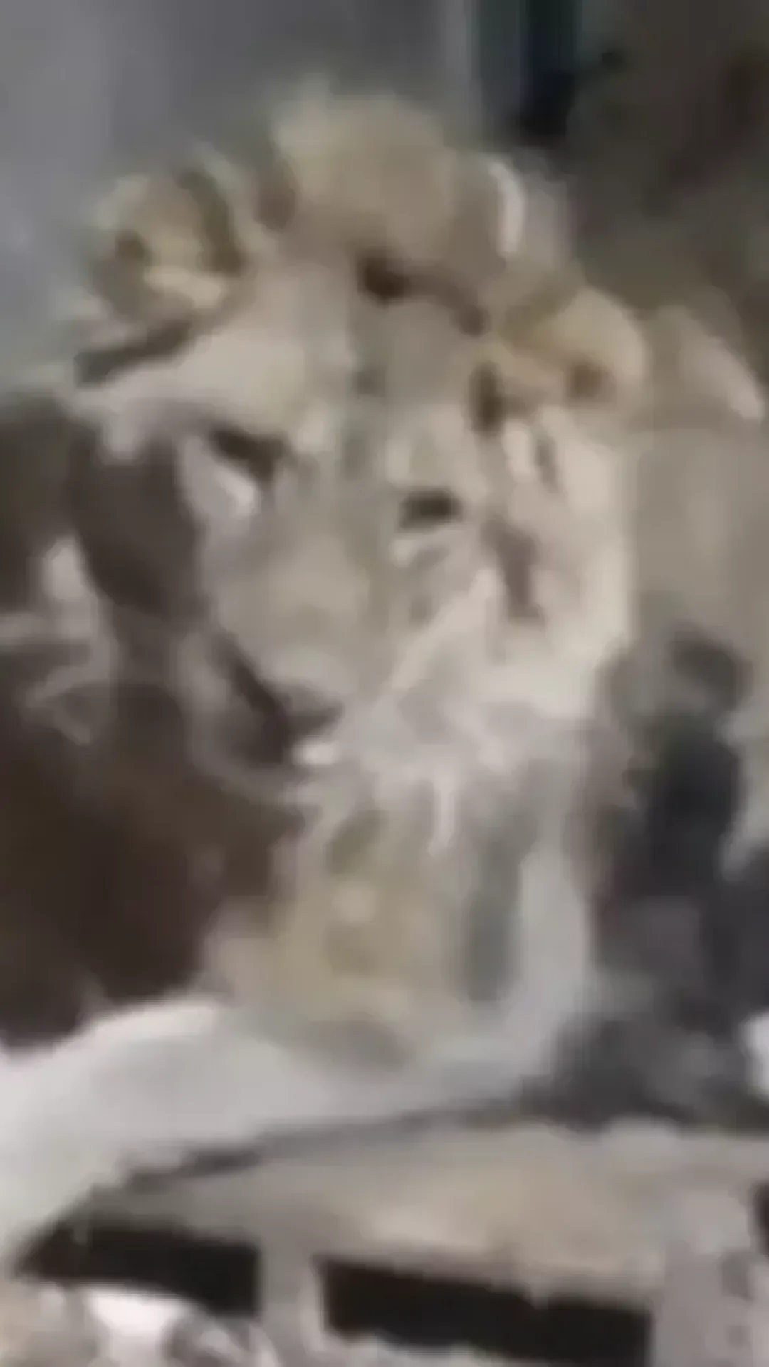 Tratador de zoológico é devorado vivo ao se filmar com leões soltos enquanto tentava ‘impressionar a namorada’