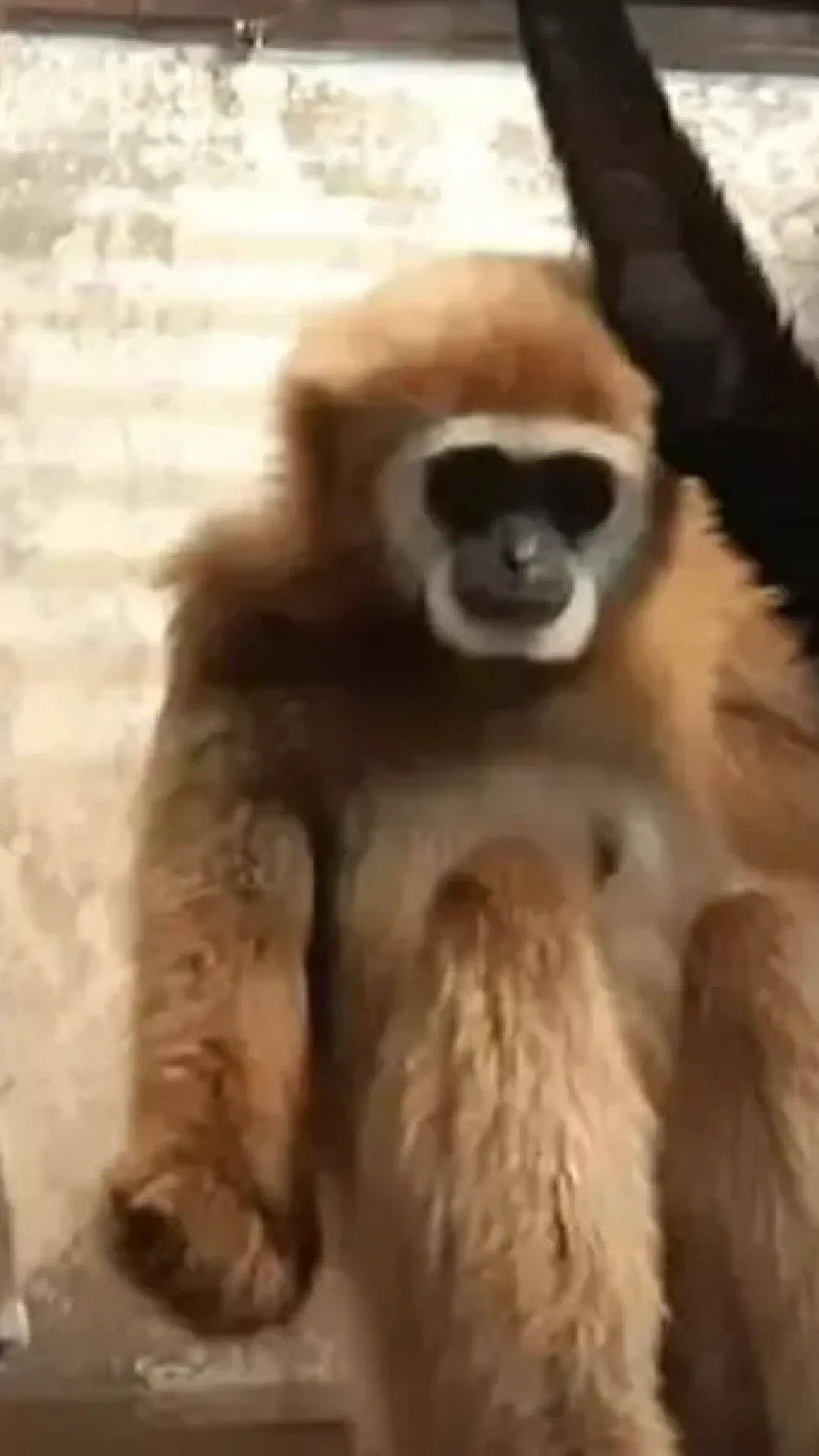Tratadores desvendam mistério de macaca que ficou grávida sozinha na gaiola