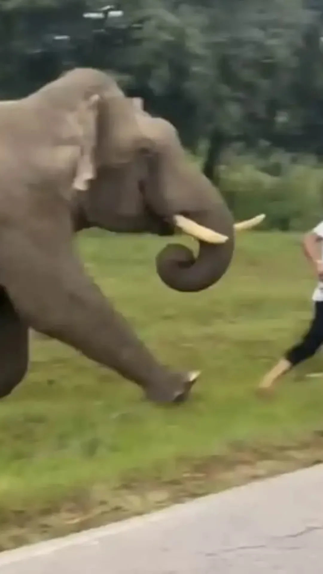 Turista é pisoteado por elefante enquanto “tentava tirar uma selfie” em filmagem horripilante