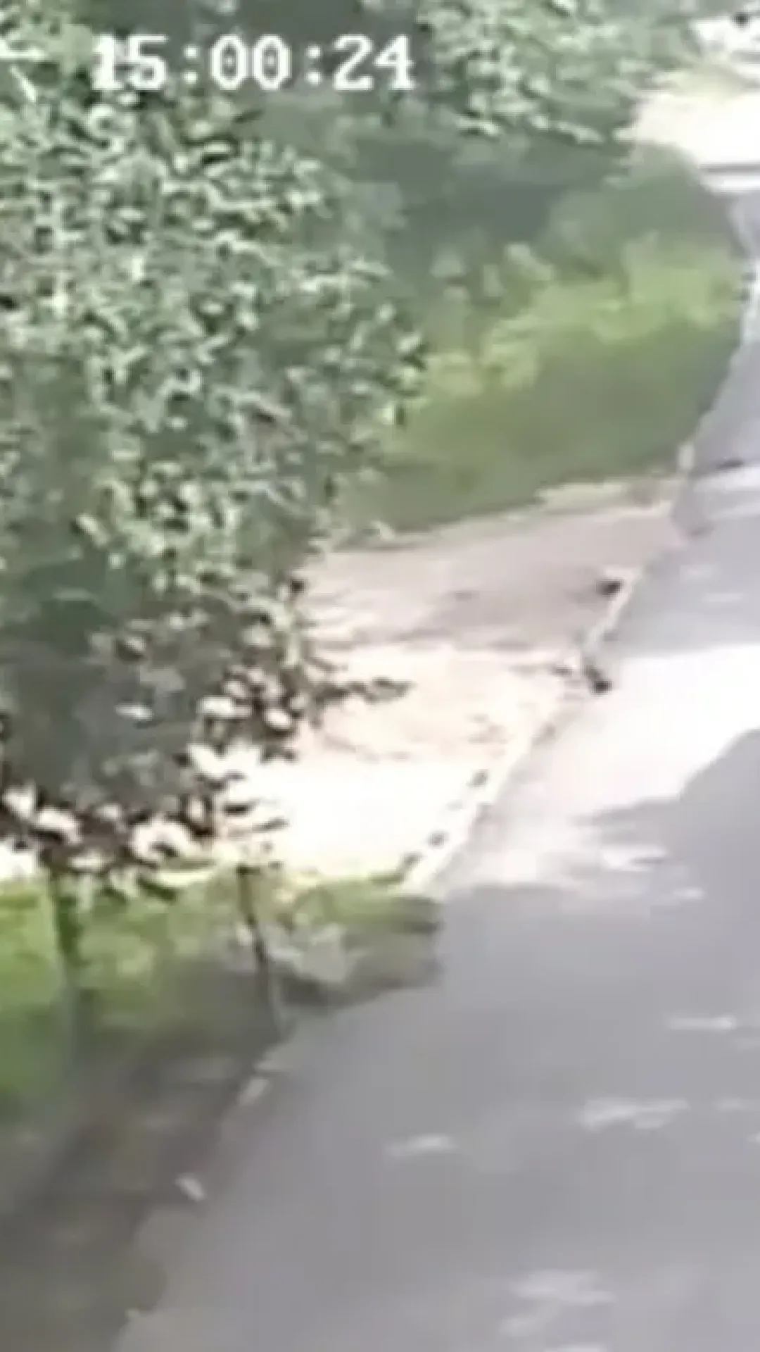 Últimos momentos horríveis de mãe comida viva por tigre após resgatar sua filha