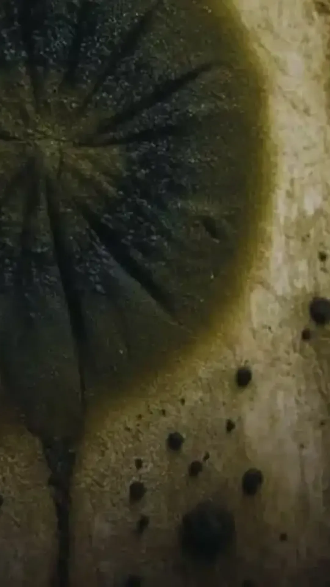 Um fungo negro prospera dentro do reator de Chernobyl, onde não deveria haver vida