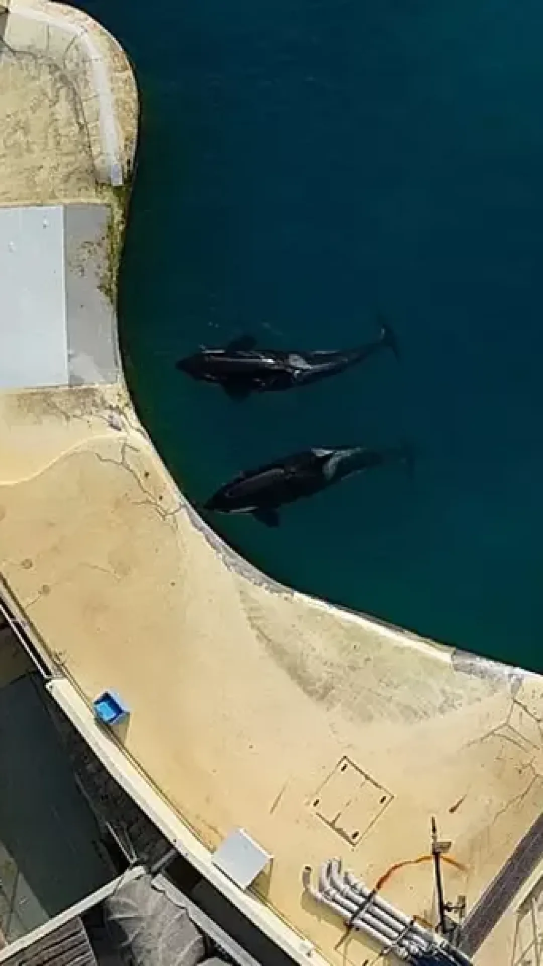 Verdade devastadora sobre as duas orcas que foram encontradas abandonadas em parque marinho fechado