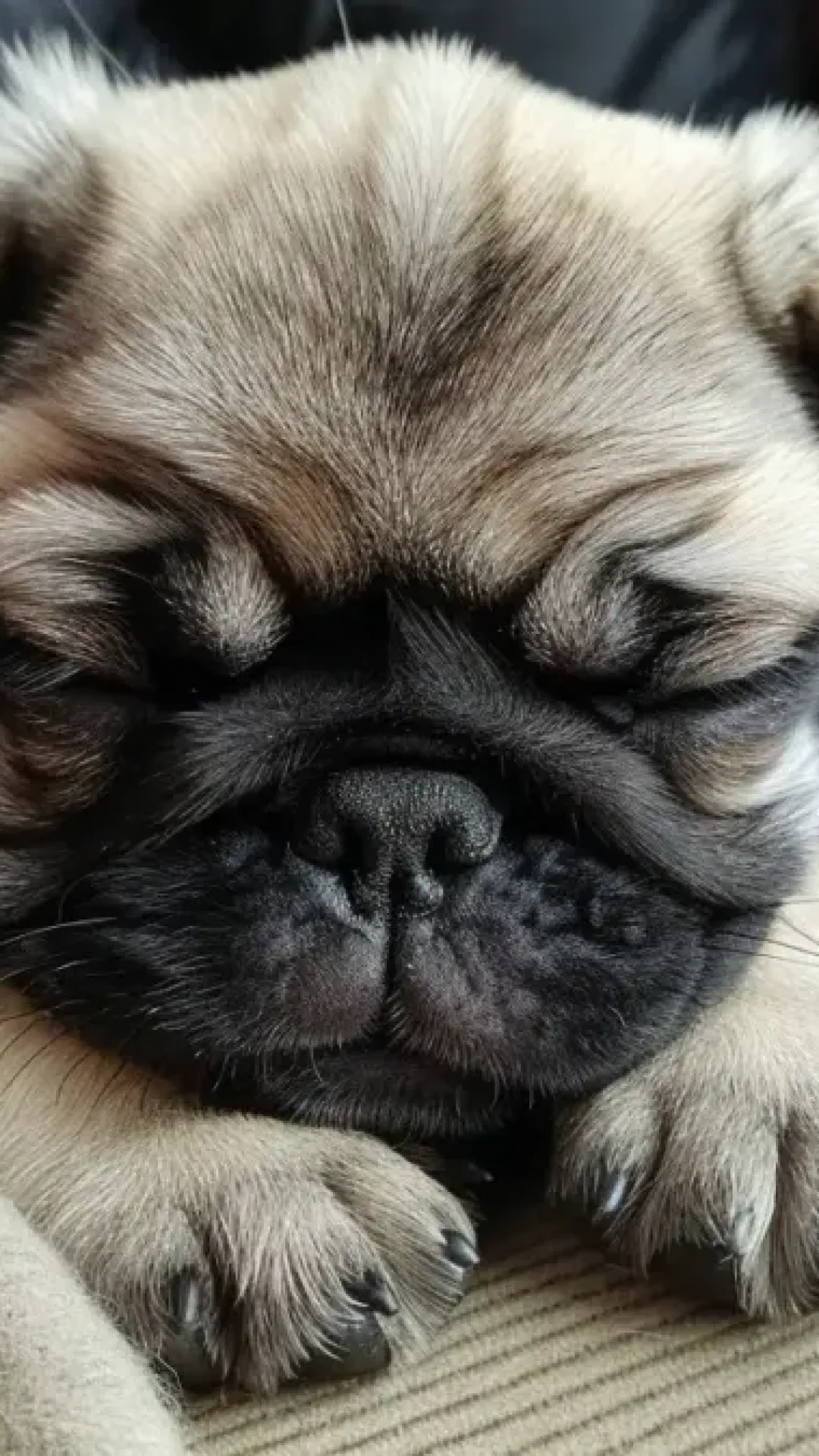 Veterinários imploram para pessoas não comprarem essas raças de cães