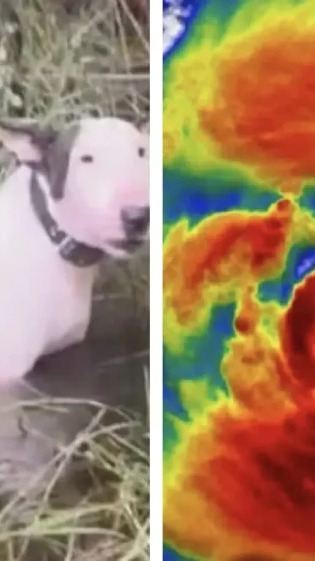 Vídeo chocante de um cão abandonado, deixado amarrado a uma cerca durante o Furacão Milton, deixa as pessoas indignadas