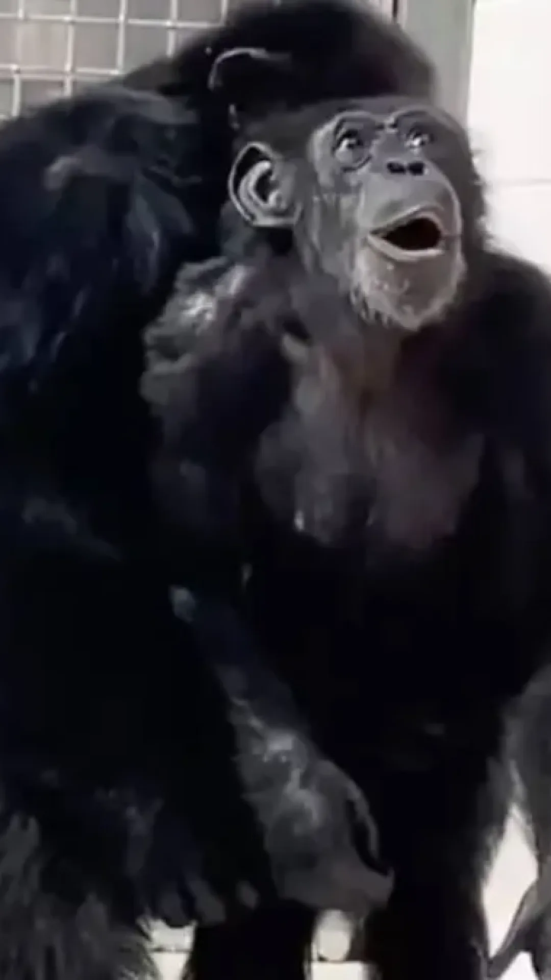 Vídeo chocante mostra o momento em que chimpanzé vê a luz do sol pela primeira vez após 29 anos em uma gaiola