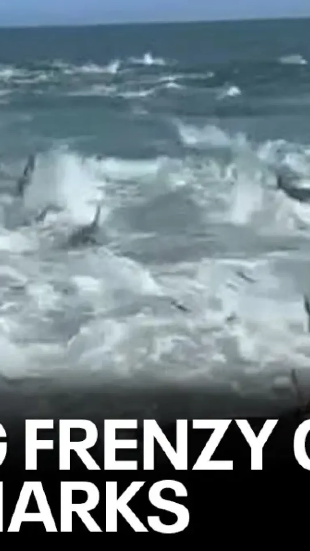 Vídeo de barco preso no meio de um frenesi alimentar de tubarões está fazendo as pessoas nunca mais quererem nadar novamente