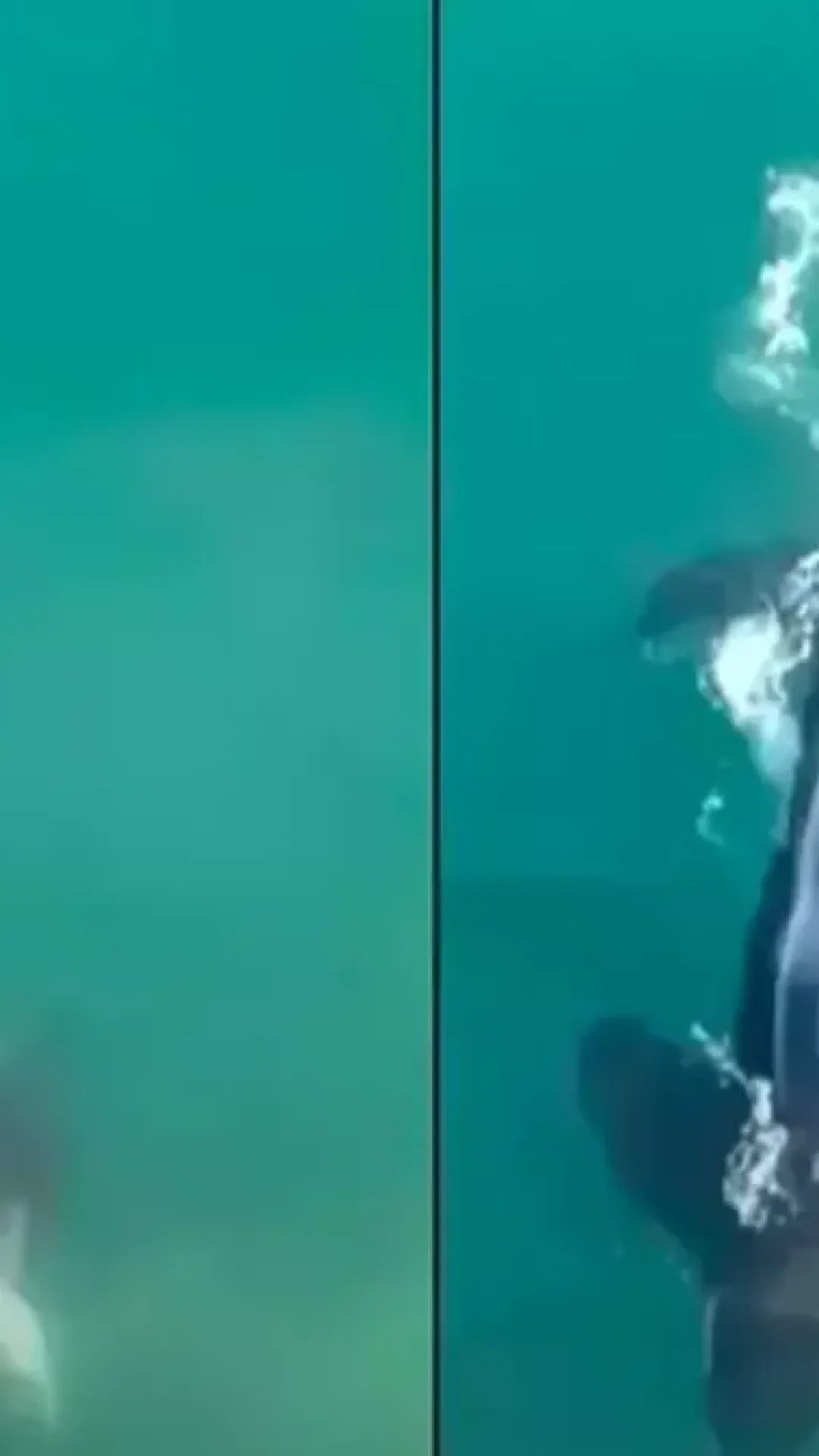Vídeo mostra orcas caçando e matando tubarões brancos