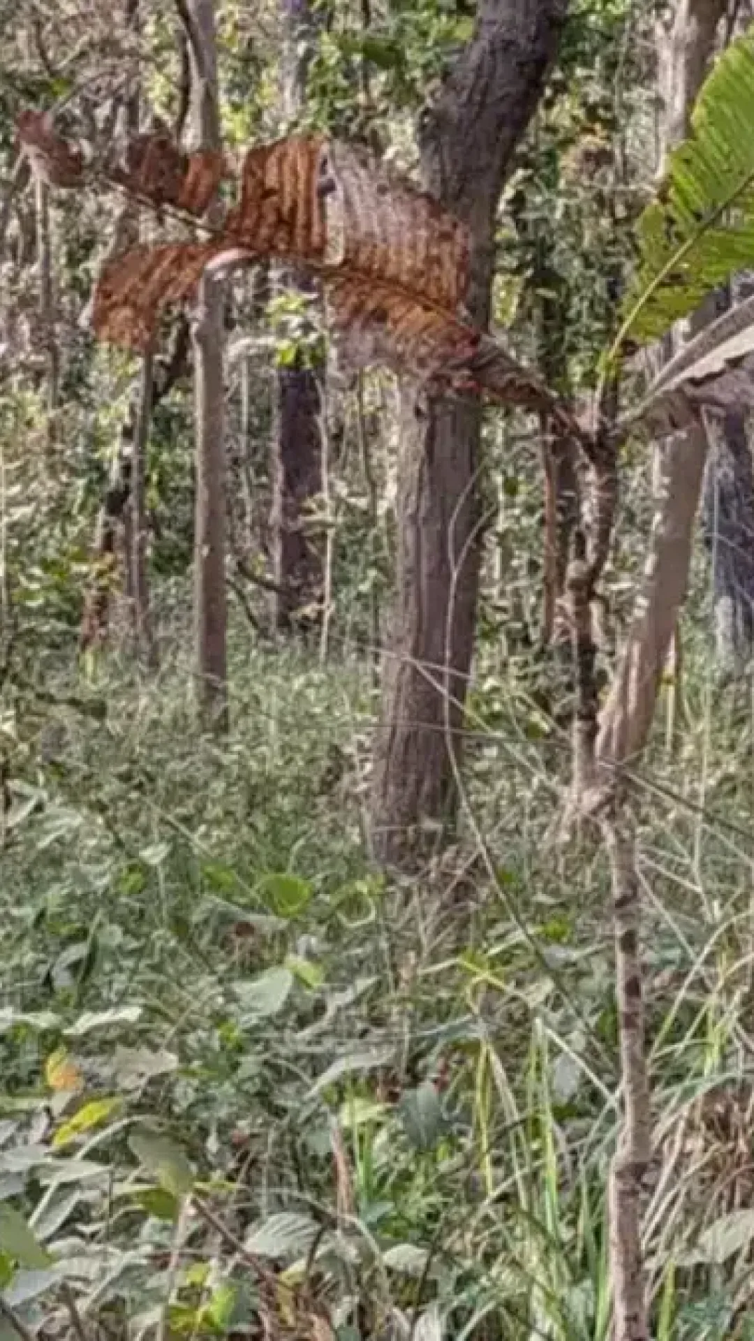 Você tem um QI alto se conseguir localizar um tigre escondido em uma foto da selva em apenas 12 segundos