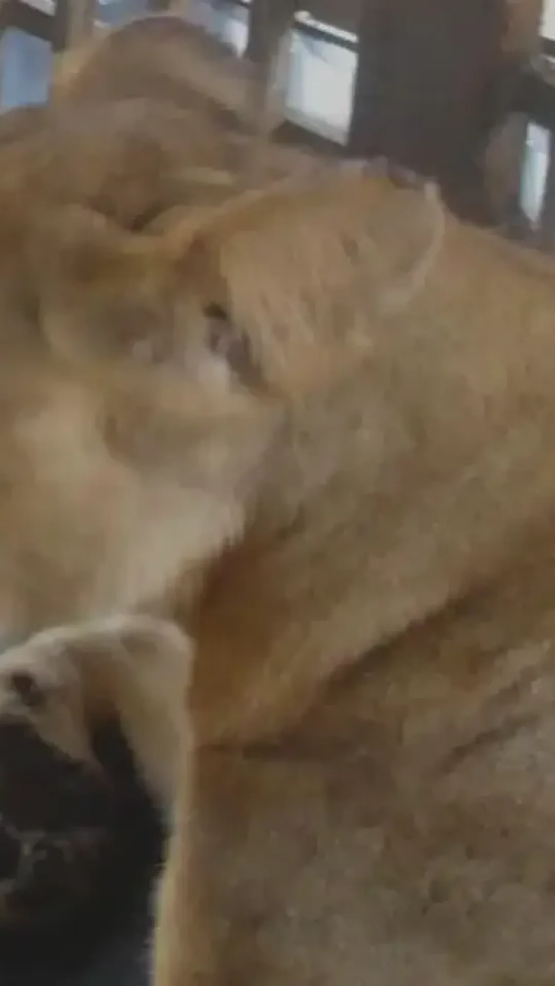 Zelador de zoológico é atacado e morto por leão durante o horário de alimentação enquanto visitantes assistiam