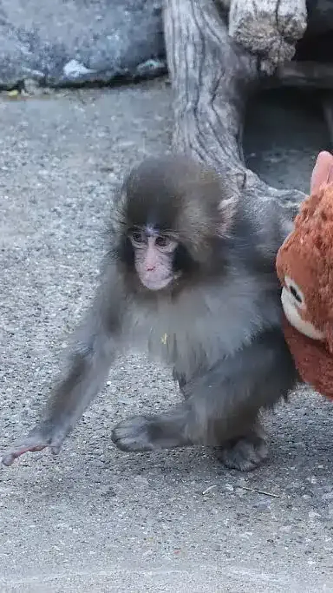 Zoológico divulga comunicado após macaco abandonado pela mãe ser atacado em imagens chocantes que viralizaram