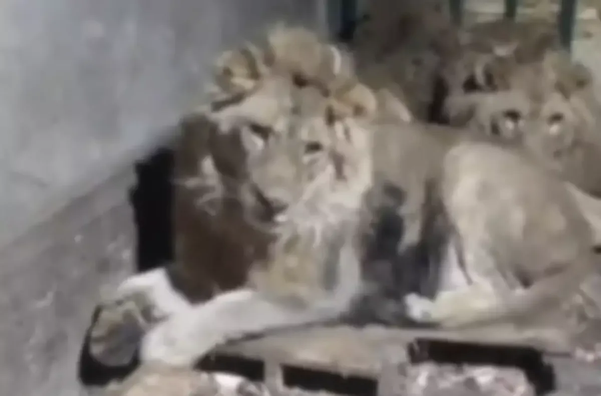 Tratador de zoológico é devorado vivo ao se filmar com leões