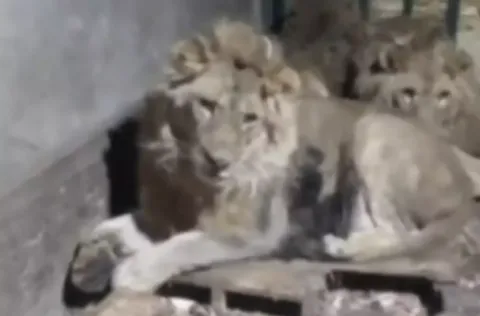 Tratador de zoológico é devorado vivo ao se filmar com leões