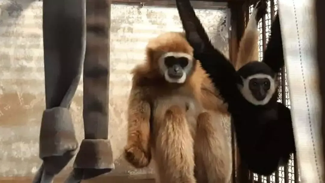 Tratadores desvendam mistério de macaca que ficou grávida so