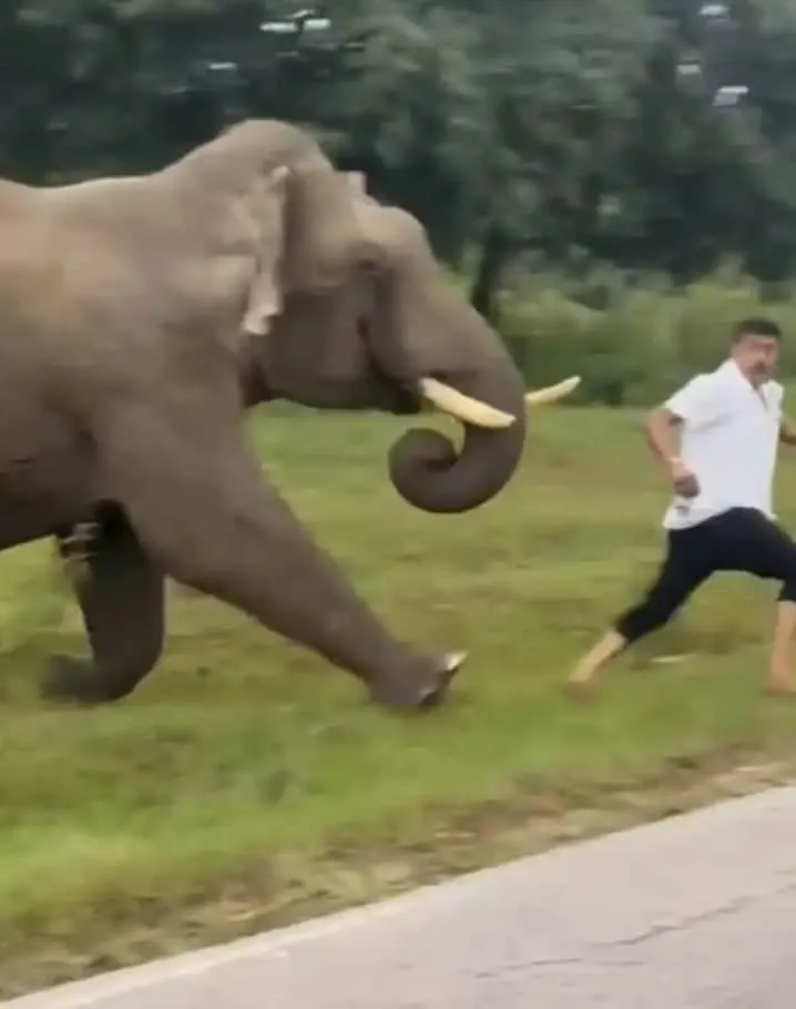 Turista é pisoteado por elefante enquanto “tentava tirar uma