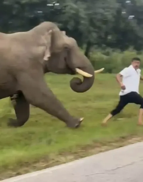 Turista é pisoteado por elefante enquanto “tentava tirar uma