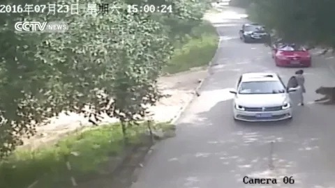 Últimos momentos horríveis de mãe comida viva por tigre após