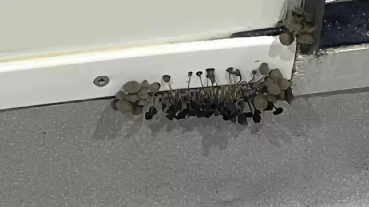 Universitário recebe aviso grave após compartilhar foto do q