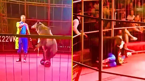 Urso de circo em hoverboard ataca treinador, imobilizando-o 