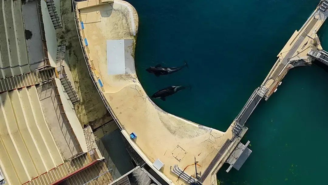 Verdade devastadora sobre as duas orcas que foram encontrada
