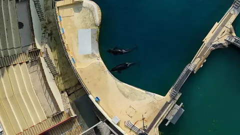 Verdade devastadora sobre as duas orcas que foram encontradas abandonadas em parque marinho fechado