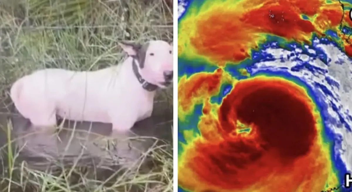 Vídeo chocante de um cão abandonado, deixado amarrado a uma