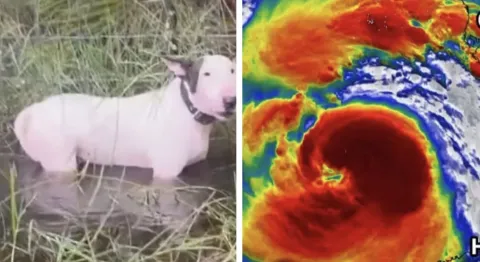 Vídeo chocante de um cão abandonado, deixado amarrado a uma 