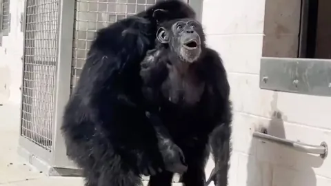 Vídeo chocante mostra o momento em que chimpanzé vê a luz do