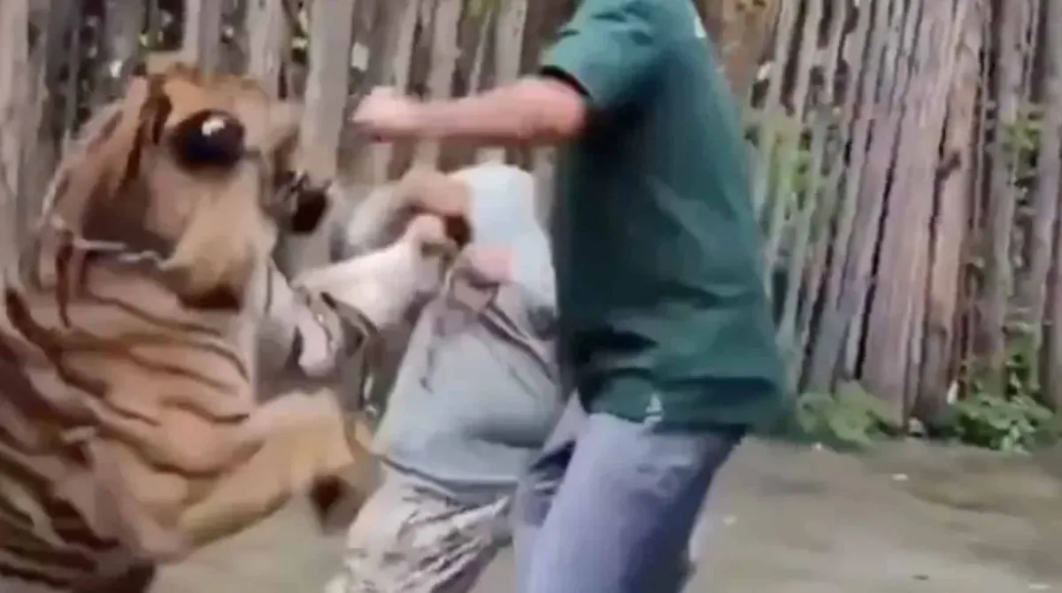 Vídeo chocante mostra turista sendo atacado por tigre ao ten