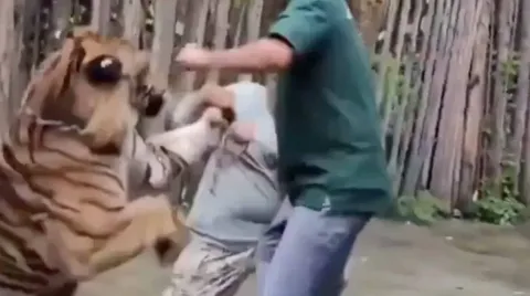 Vídeo chocante mostra turista sendo atacado por tigre ao ten