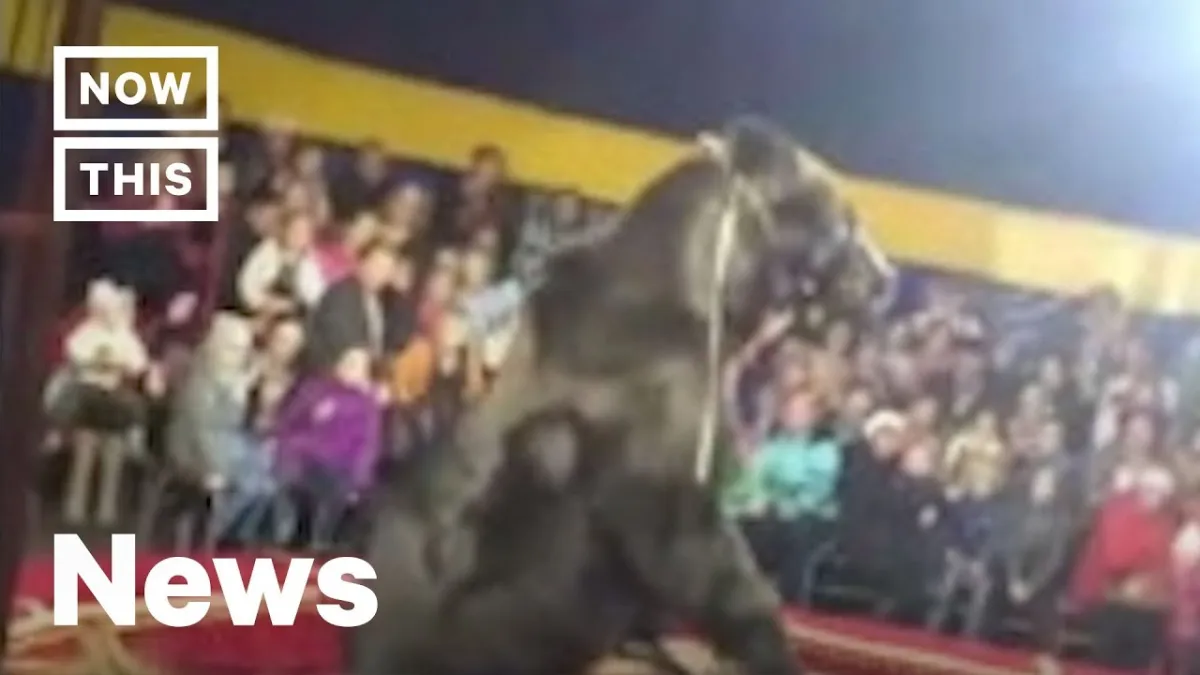 Vídeo chocante mostra urso de circo atacando treinador e o i