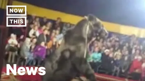 Vídeo chocante mostra urso de circo atacando treinador e o i