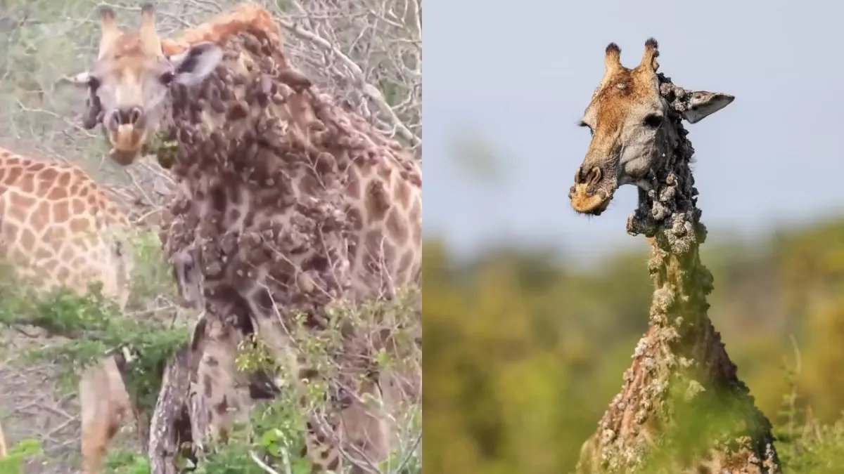 Vídeo impressionante mostra uma girafa com centenas de protu