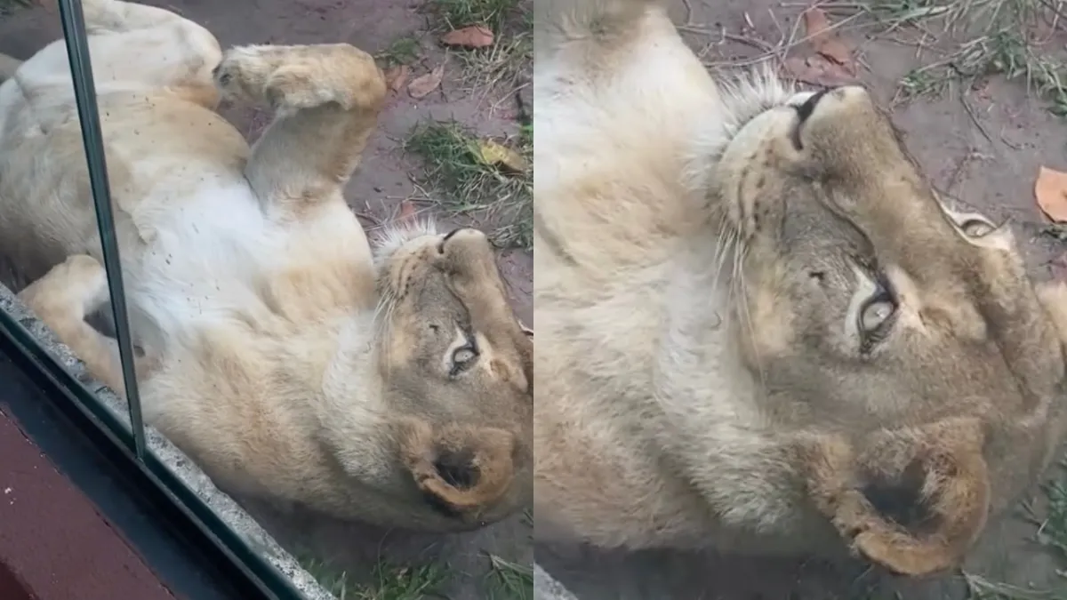 Vídeo mostra como leoa estava antes de homem invadir sua jau