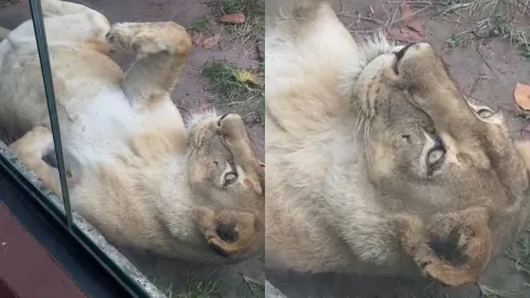 Vídeo mostra como leoa estava antes de homem invadir sua jau