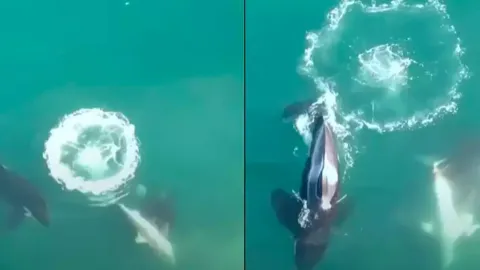Vídeo mostra orcas caçando e matando tubarões brancos