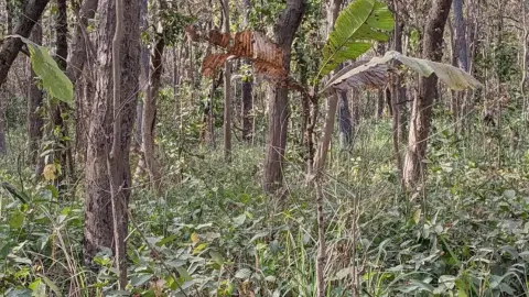 Você tem um QI alto se conseguir localizar um tigre escondid