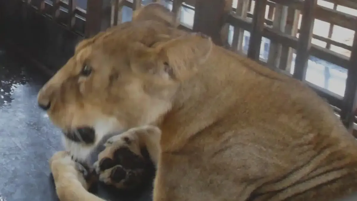 Zelador de zoológico é atacado e morto por leão durante o ho