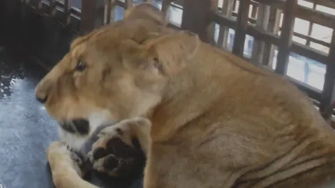 Zelador de zoológico é atacado e morto por leão durante o ho