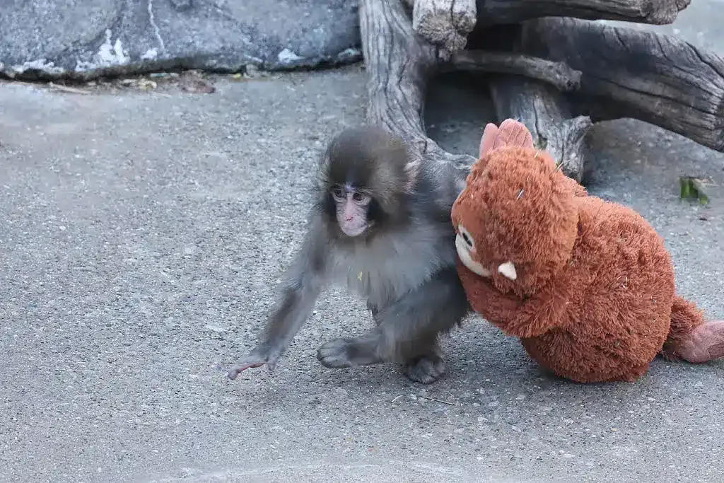 Zoológico divulga comunicado após macaco abandonado pela mãe